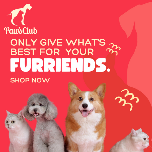 Unleash Your Pet's Personality: Finding the Perfect Toys