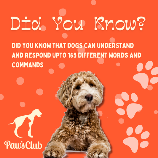 "PawsClub Presents: Tail-Wagging Essentials for Your Canine Companion"