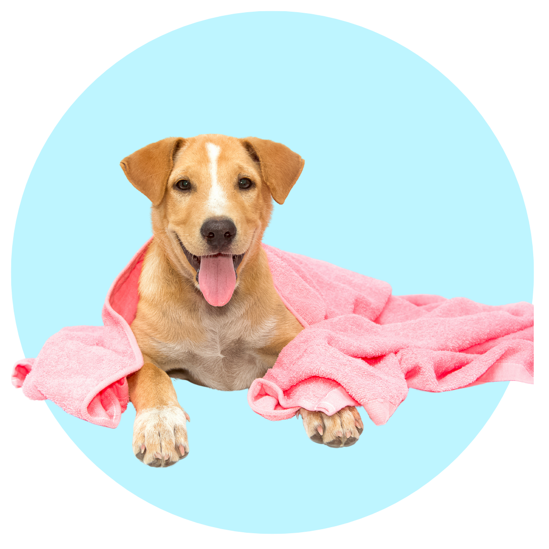 Dog Grooming Essentials