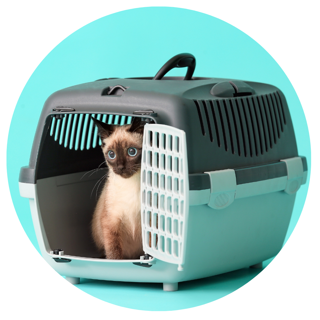 Cat Carrier