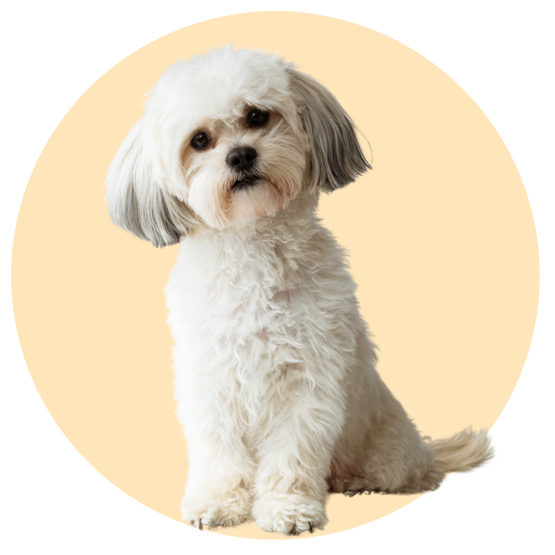 Shih Tzu