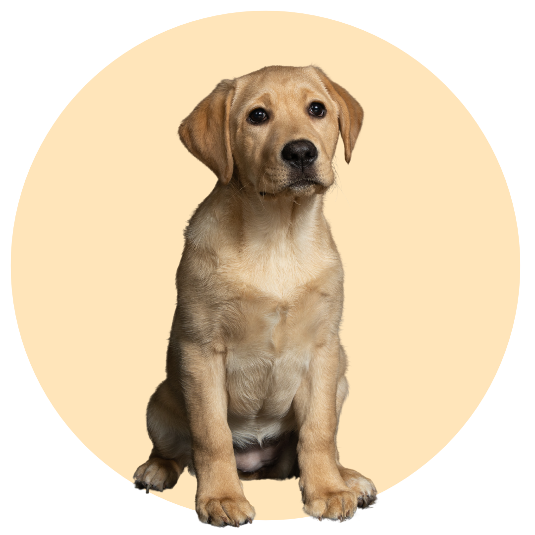 Labrador