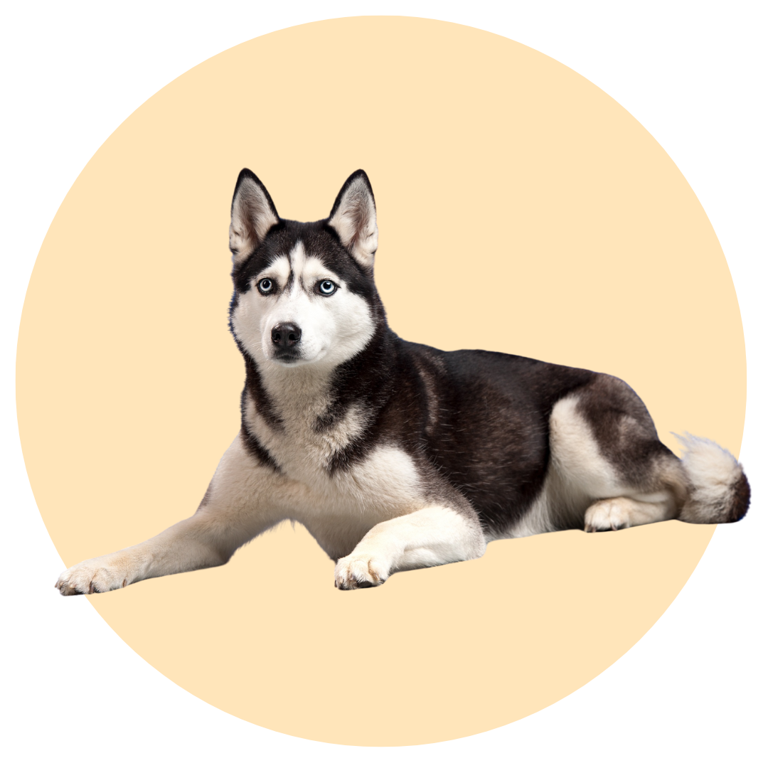 Husky