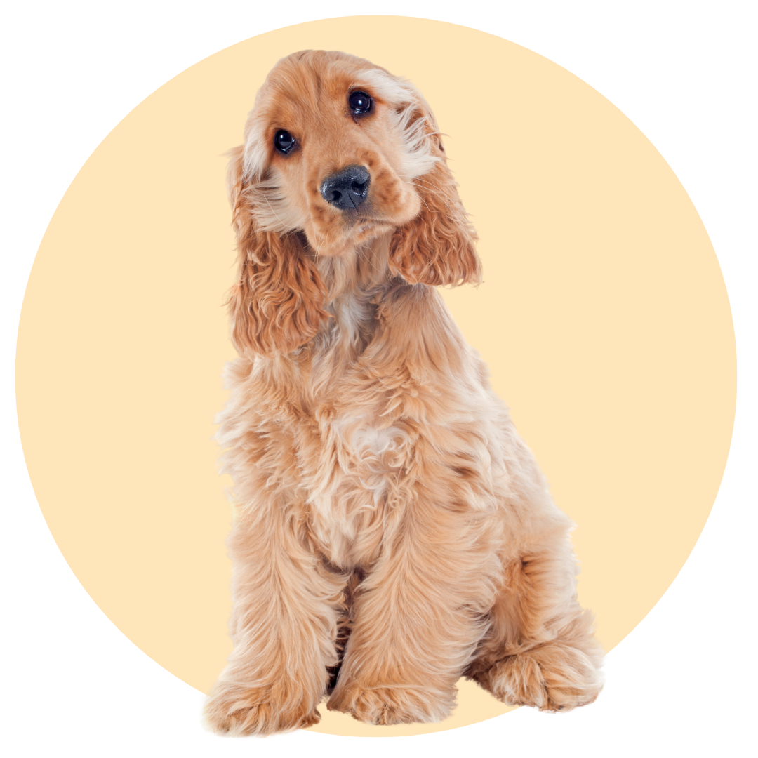 Cocker Spaniel